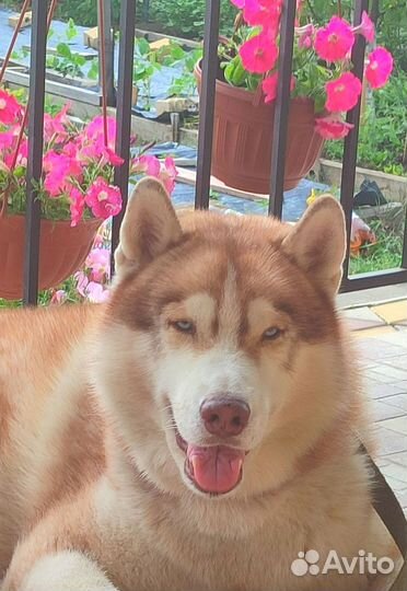 Сибирский хаски вязка