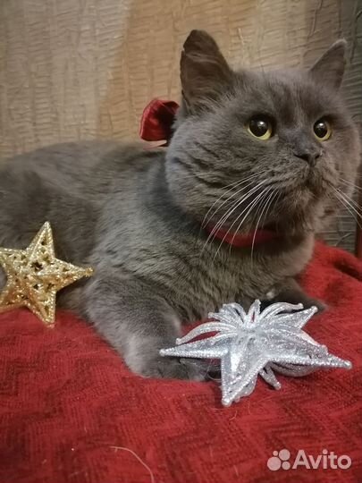Британский диванный кот в добрые руки
