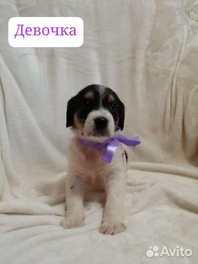 Щенок-подросток