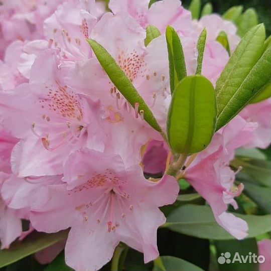 Рододендроны Подмосковные