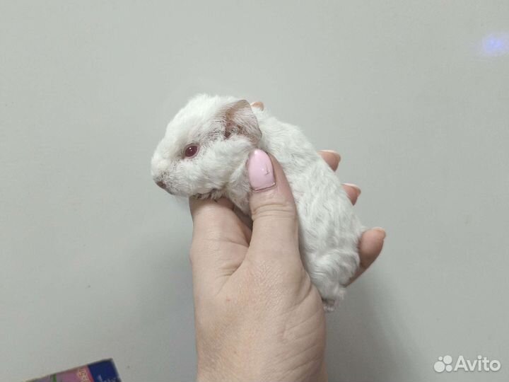 Морская свинка