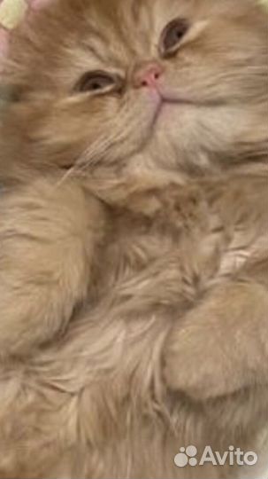 Золотой мальчик