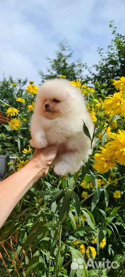 Померанский шпиц девочка