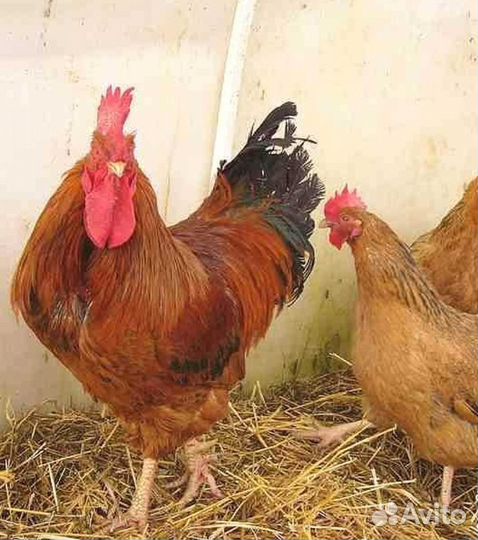 Петух Кучинской Юбилейной породы