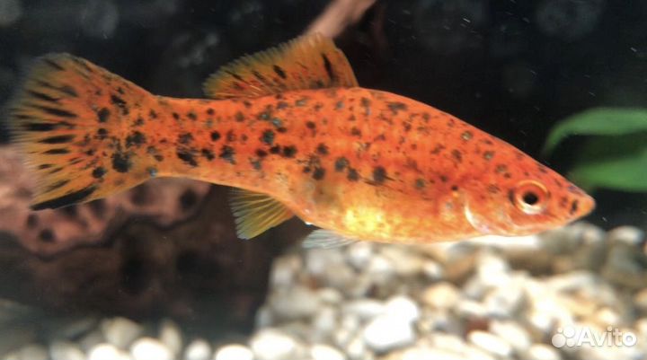 Продам аквариумных рыб