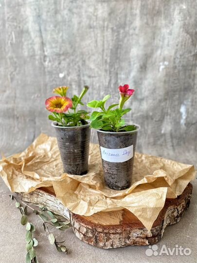 Сурфиния Табл Вайт