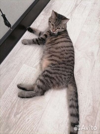 Кошки в добрые руки бесплатно