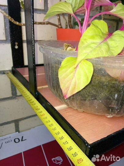 Полка. Зеленоград