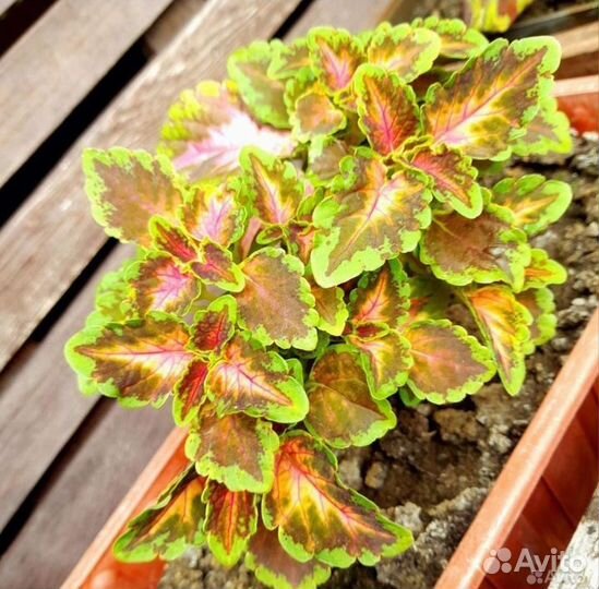 Колеусы коллекционные