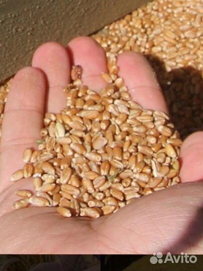 Зерно пшеница ячмень