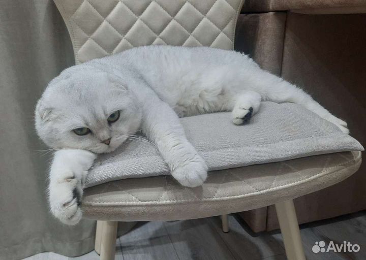 Шотландский вислоухий кот вязка