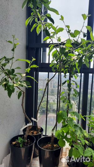 Красномясая яблоня Пинк Перл (Розовый жемчуг)