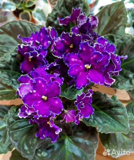 Фиалки цветущие