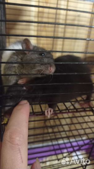 Крысята с клеткой