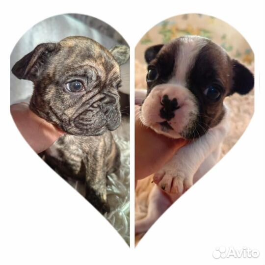 Щенки французского бульдога