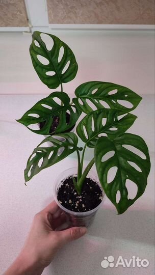 Монстера Манки Маск. Monstera Monkey Mask