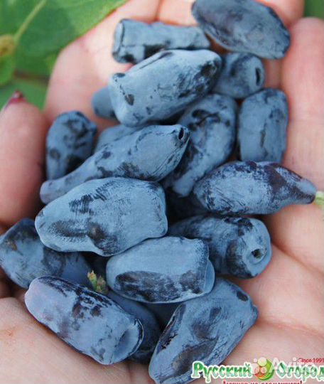 Саженцы жимолости и смородины в контейнере