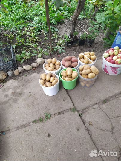 Продам картофель с доставкой
