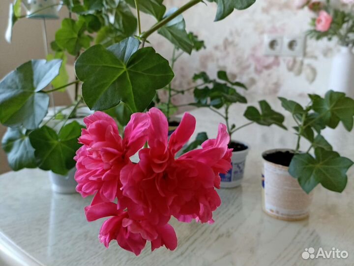 Герань пеларгония плющелистная