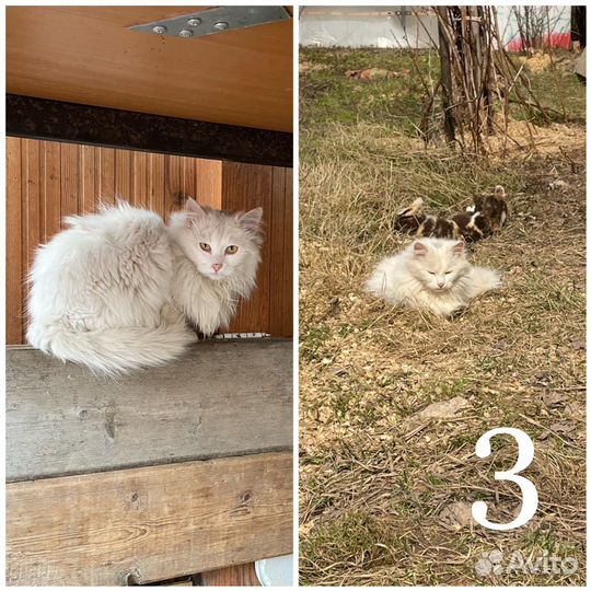 Кошки бесплатно