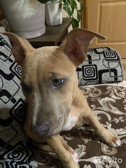 Американский питбультерьер