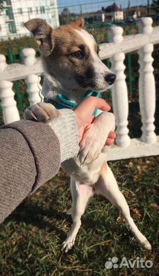 Маленькая собачка