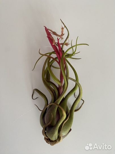 Тилландсия атмосферная