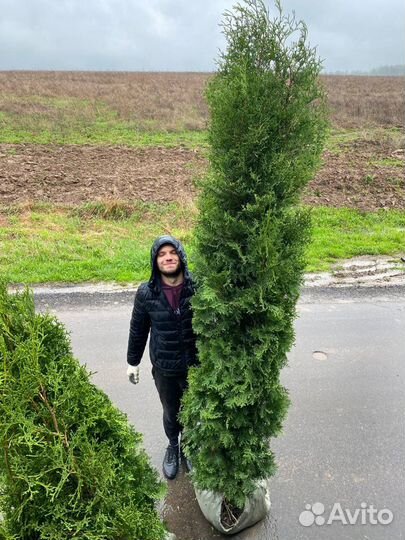 Туя Брабант от 1 м