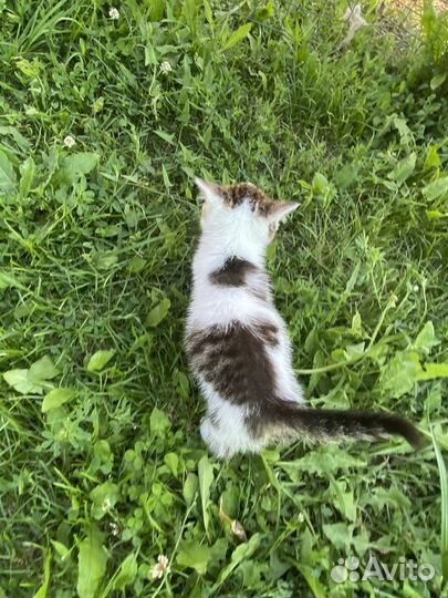 Котенок в добрые руки