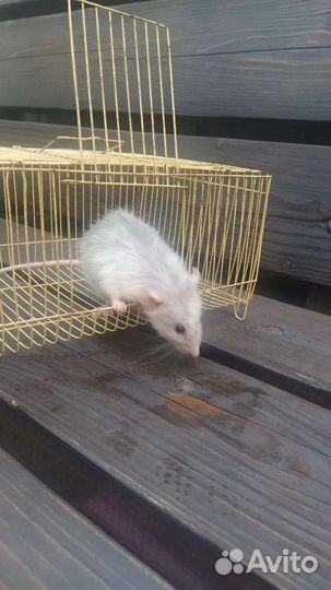 Декоративная крыса