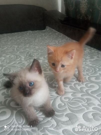 Котята в добрые руки