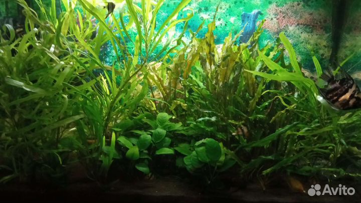 Аквариумные растения