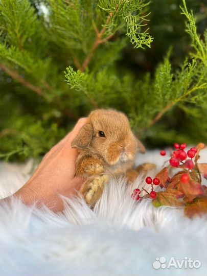 Мини кролики с документами из питомника