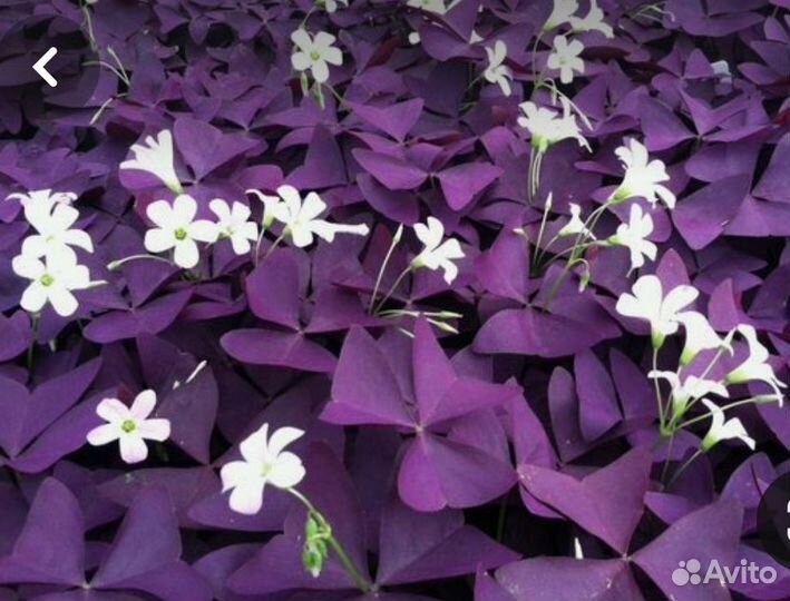 Кислица (Oxalis)