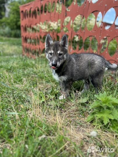 Щенок девочка хаски