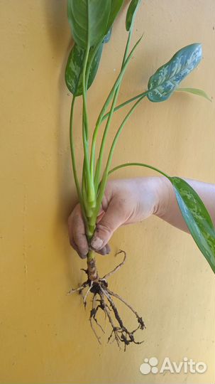 Продам комнатные растения