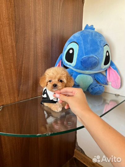 Мальтипу F1 мини мальчик