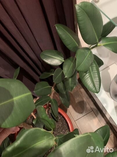 Фикус робуста