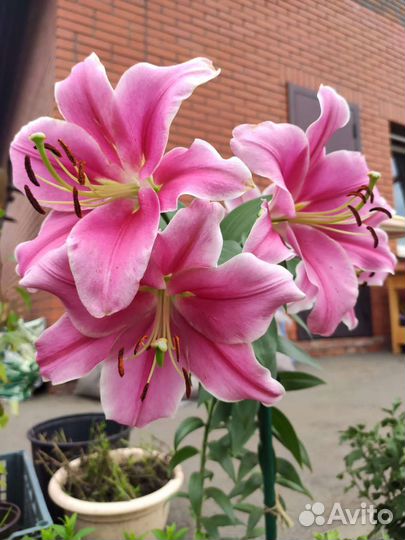 Лилии луковицы экстра класса