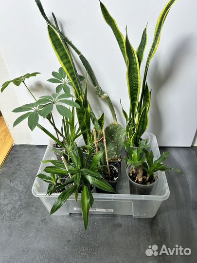 Шефлера, драцена, опунция, санса