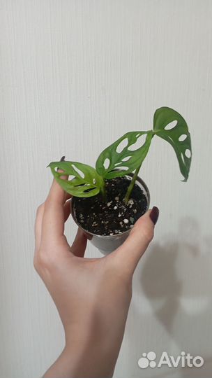 Монстера манки маск