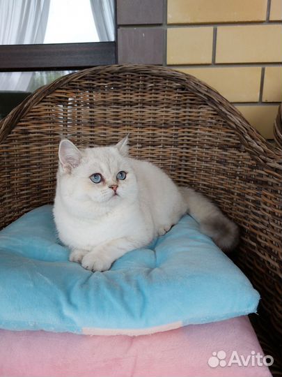 Шотландская девочка Саншайн