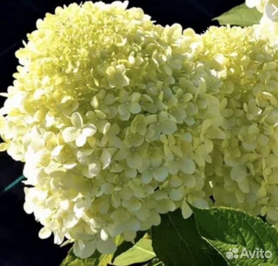 Гортензия метельчатая саженцы