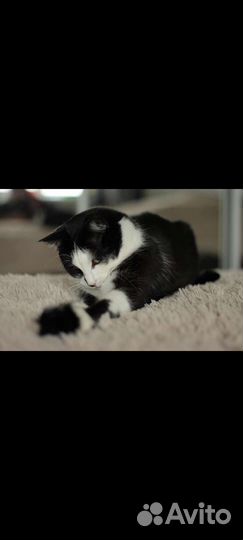 Кошка в добрые руки