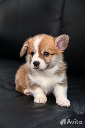 Щенки корги