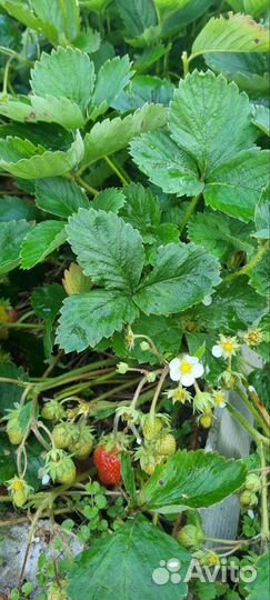 Продам кусты клубники Гора Эверест