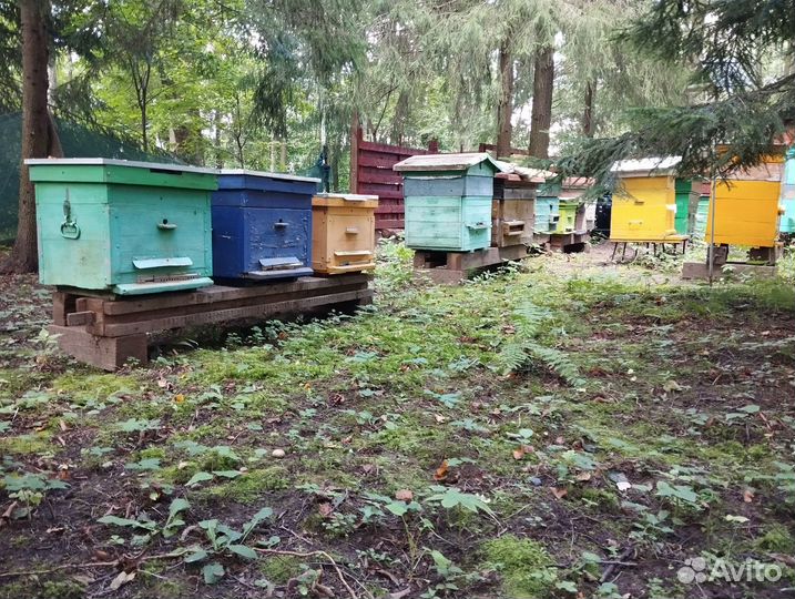 Апидомик, пчёлы для ужаления, улья, пчелопродукты
