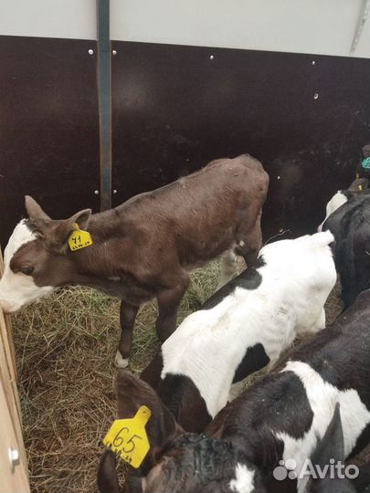 Телята швиц, джерси, сименталы, абердины и другие