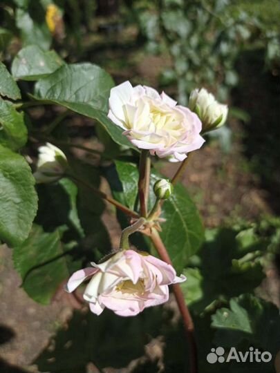 Юв Северная Андромеда