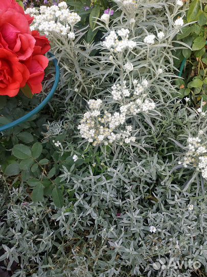 Цветы, серебристые растения: полынь, ясколка